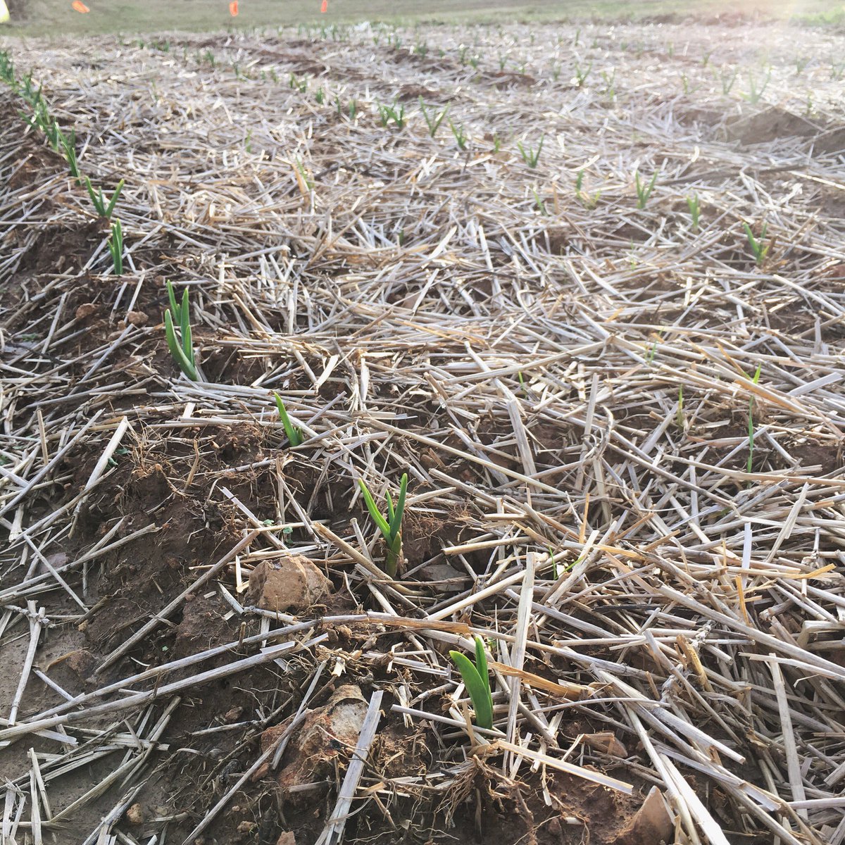 With the warmer weather and rain we’ve had, our garlic is finally showing itself! 🙌🏻#tfigrows