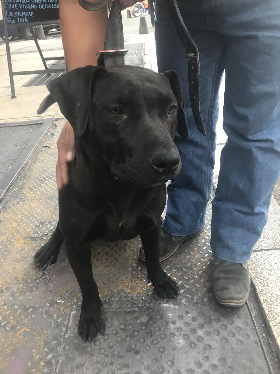 danimv14's tweet photo. Encontramos este perrita cerca del Monumento a la Revolución después del #sismo. Dos chavos se quedaron con ella en el restaurante La Oaxaqueña ubicada entre Ponciano Arriaga y Edison
RT por favor https://t.co/BK6ch3IKIY