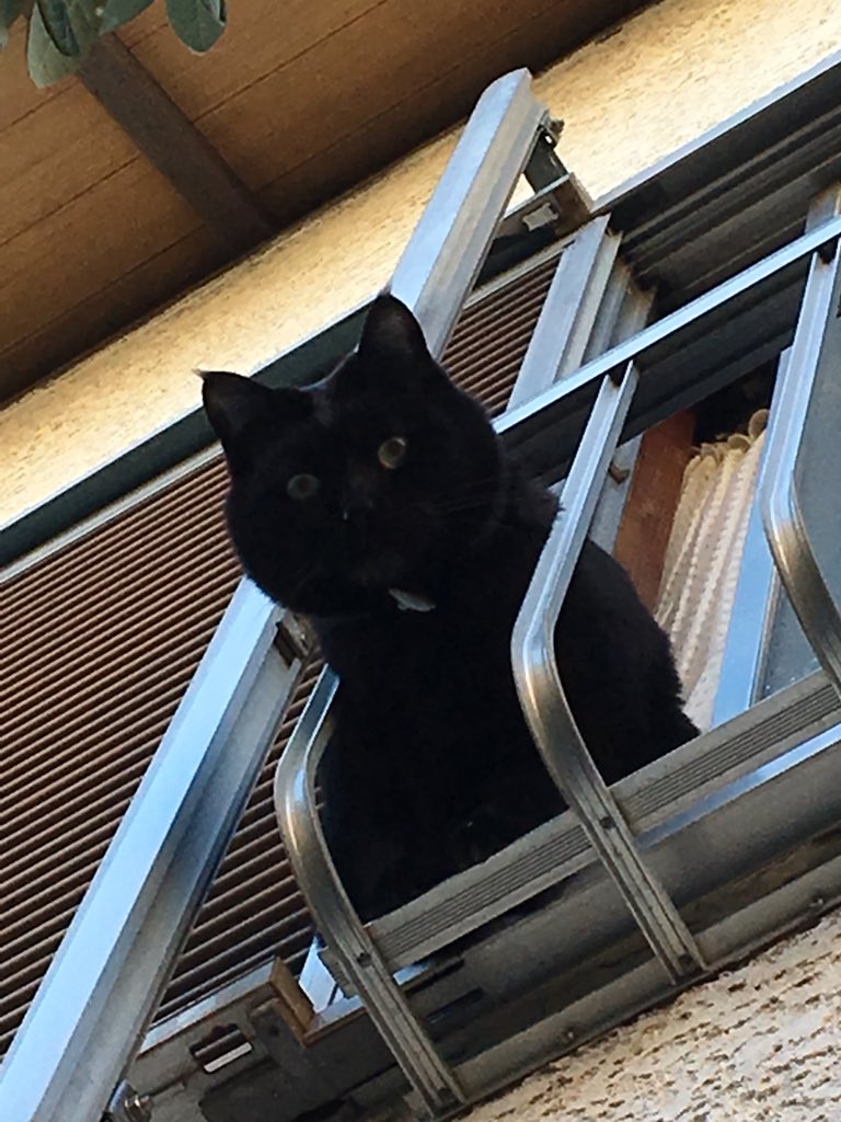 黒猫 プロフ5/25日～更新 黒猫 (@pSvsuDjTxyp1rpV) / Posts / X