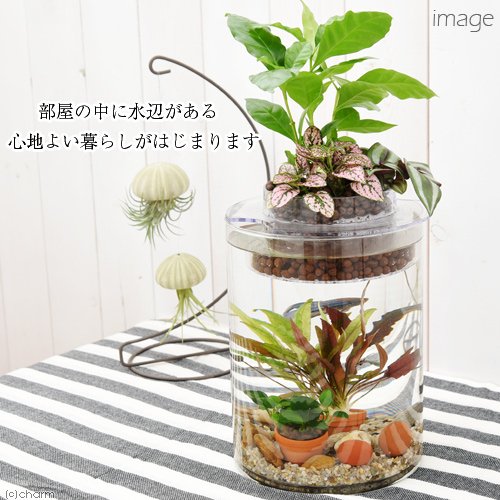 チャーム公式 ベタ 飼育セット 私のアクアリウム アクアテリア p150 ベタ飼育セット 本州 四国限定 水位を保ちながら毎日の餌やり 月1 2回少量の水換えだけで 簡単に育てることができます 生体 植物 ヒーター付きです T Co チャーム公式 ベタ 飼育セット 私のアクアリウム アクアテリア p150 ベタ飼育セット 本州 四国限定 水位を保ちながら毎日の餌やり 月1 2回少量の水換えだけで 簡単に育てることができます 生体 植物 ヒーター付きです T Co