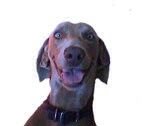 LouieCastoria's tweet photo. #YearOfTheDog !
Or as we call it in our house, a year. https://t.co/x4T58m2yQ0
