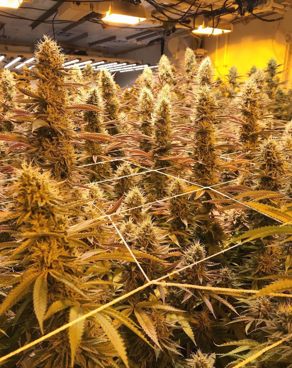 HIGH_TIMES_Mag's tweet photo. Cookies &amp; Chem. Day 66

📷: Grown by https://t.co/kD7tGzga6O https://t.co/FSG2U7wUt7