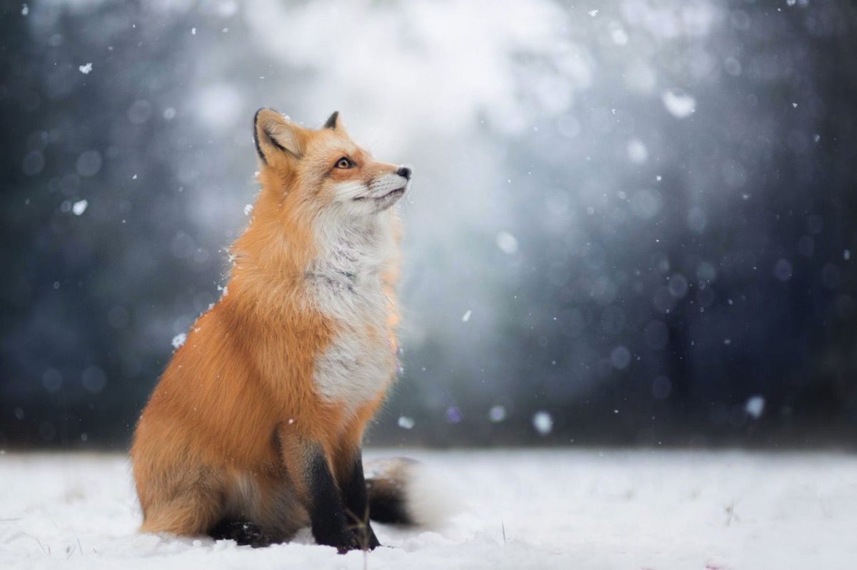 fubiz's tweet photo. Enchanting Portraits of a Red Fox https://t.co/FILQVZdZPb https://t.co/AvLnYCKUN1