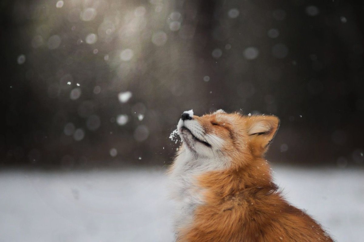 fubiz's tweet photo. Enchanting Portraits of a Red Fox https://t.co/FILQVZdZPb https://t.co/AvLnYCKUN1