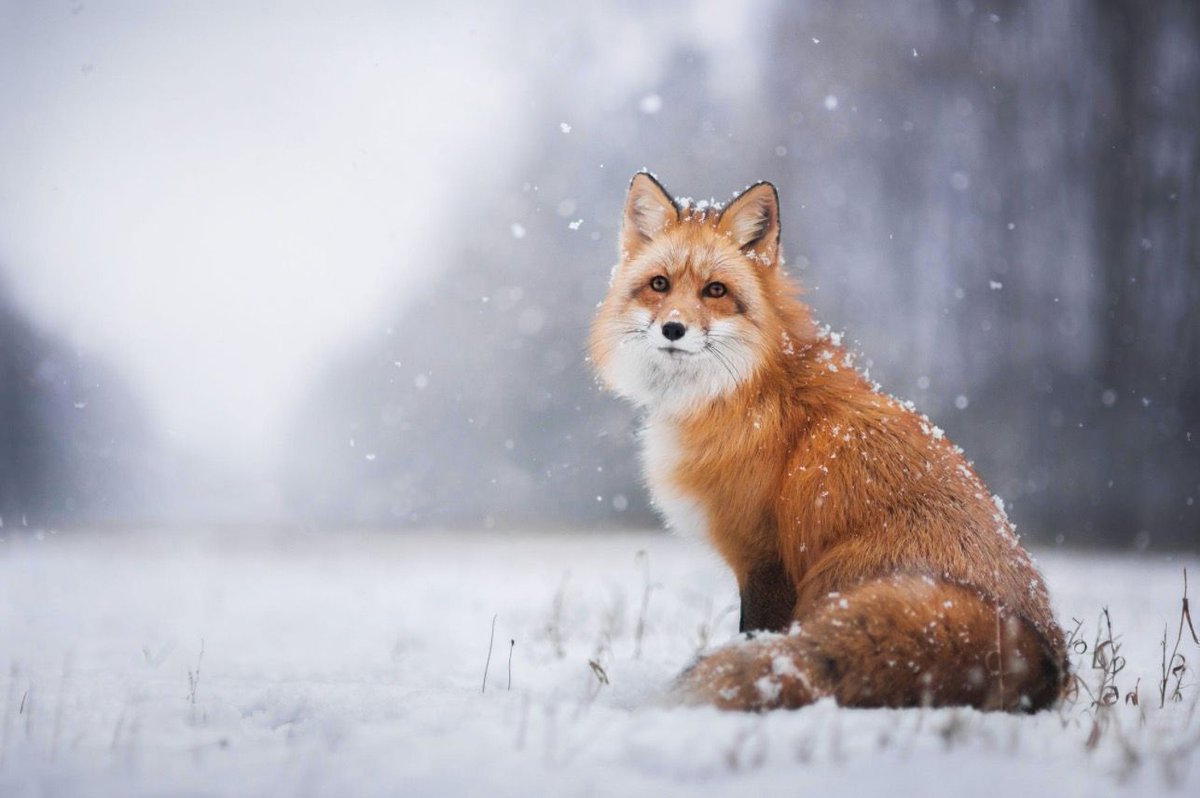 fubiz's tweet photo. Enchanting Portraits of a Red Fox https://t.co/FILQVZdZPb https://t.co/AvLnYCKUN1