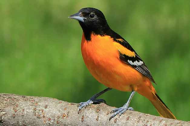 #BrandsForAnimals L'Oriole . . . because the bird is worth it.  
@efoxband @kaceyecak #FridayFondue
@TheHashtagGame @HashtagRoundup