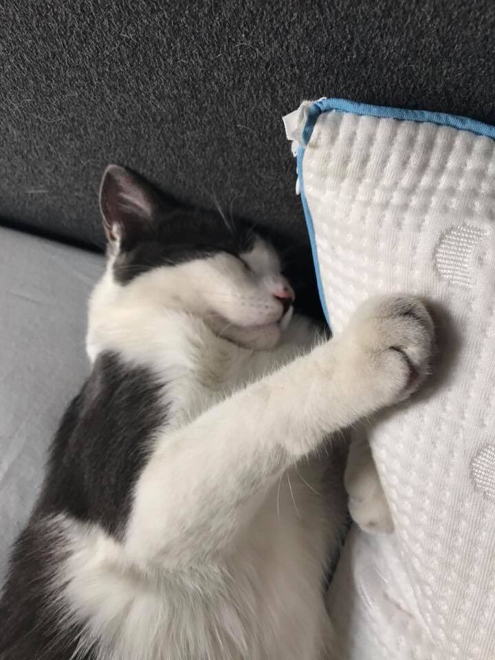 <a href="/MascotasSismo/">Mascotas Sismo</a> Tocino salió disparado en el sismo en la #coloniaJuarez avísale a <a href="/kmiret/">Kirén Miret</a> si lo ves #sismo #porfavor #Mascotas