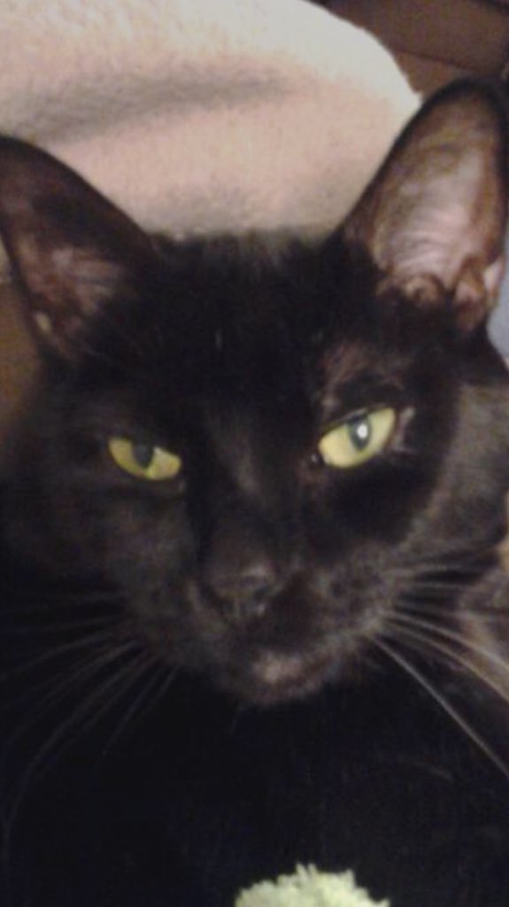 rottenblackcats's tweet photo. @mirrr_i_Am @ThorSelfies I am so sorry to hear about your beloved boy Cai. Had to send my 15 yr old Howard over the Rainbow Bridge on Monday. Lots of kitty hugs and love coming your way.#RIPCai https://t.co/T3Vwfjmlk9