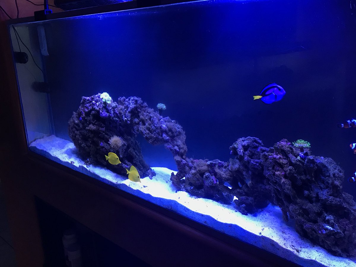 zurdolugo's tweet photo. #Zihuatanejo #zihua #reeftanks #tangfish #aquarium #aquariumphotography #ViernesDeGanarSeguidores #Titanreef https://t.co/25cSYlyh6D