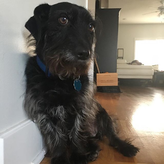 alishaalyson's tweet photo. My sweet boy. #thecapn #doxiescott #rescued #dachshund #scottie #alishaalyson https://t.co/aMopat9RFk https://t.co/SKl04NHphw