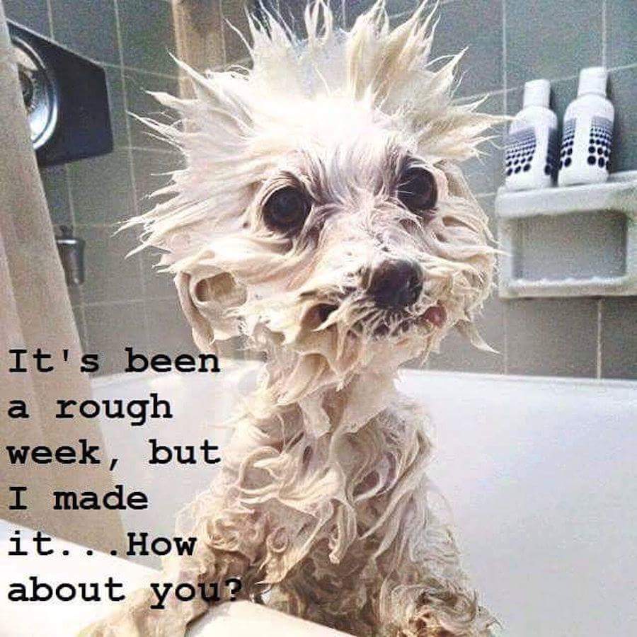 AGirl_Named_Sue's tweet photo. #lifeofateacher @FrenchKristie https://t.co/Z07ffi7KZ5