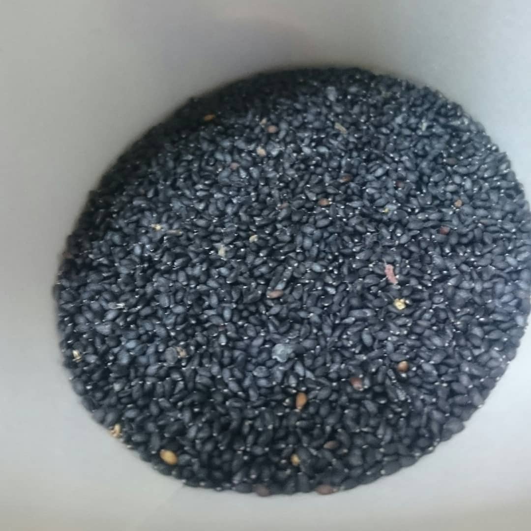 晴れ国岡山からのホーリーバジル通信 Tulsiseeds Twitter