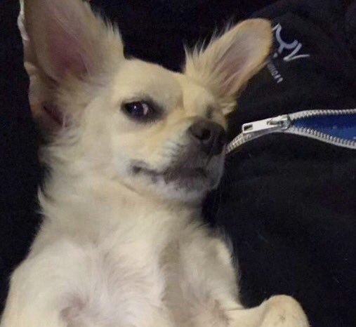 lustrelux's tweet photo. Eating clean for 3 days but you still don’t have abs https://t.co/TOMXwHC90i