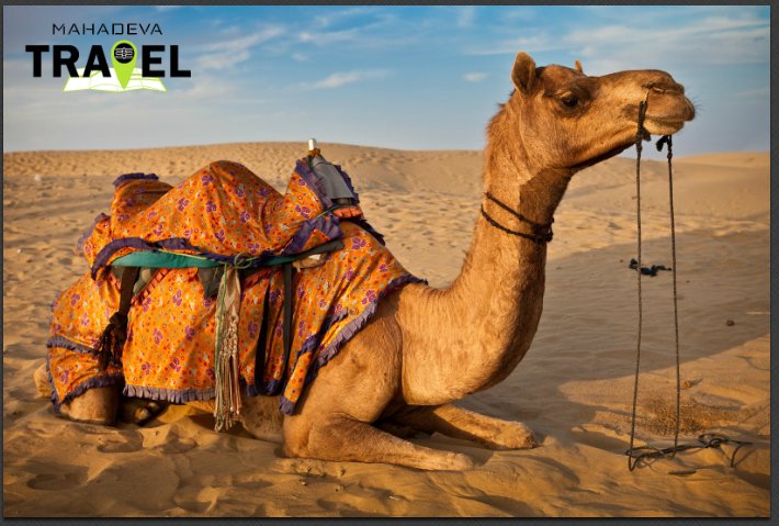 MahadevaTravel's tweet photo. Enjoyable #Rajasthan Travel. 
Duration: 4 Nights &amp; 5 Days
Price: 14,399
Call us - 8448300901
#Family #Vacations, #Group #Trip,
For More Info - https://t.co/oq0IP5YFJc https://t.co/jTFbI238d1