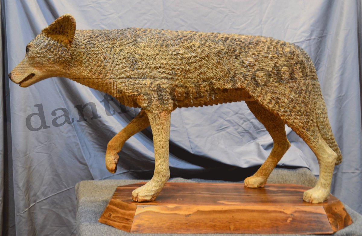 dantiptonart's tweet photo. Life sized carved Coyote. #carved #wildlife #westernart #ATrueArt #TrendingArt2day #outsiderart #whitneymuseum #southwest #southwestern #western #woodworkers #Dremel #Sawzall #MoMa #LACMA #originalart #collectorart https://t.co/mdyXS0nvHn
