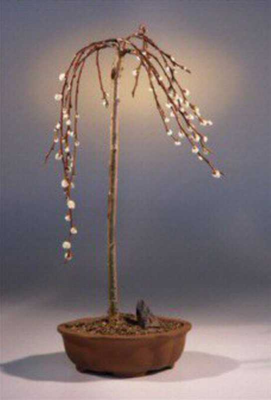 wikibonsai's tweet photo. #Pussy #Willow #Bonsai #Tree #Weeping #Style #Salix #Caprea #Kilmarnock #Deciduous #Outdoor - https://t.co/WVJyihUw66 #Juniper #JuniperusBrevifolia #JuniperusPhoenicea https://t.co/Cu8E6q7UrQ