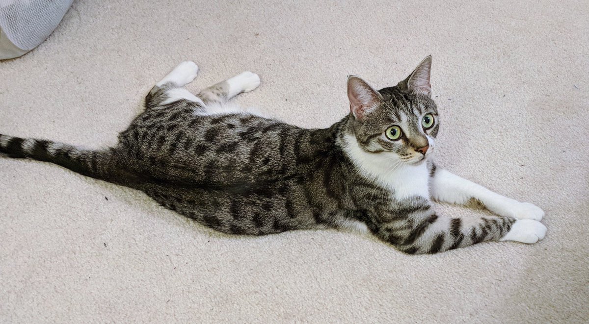 gmcharlt's tweet image. Now being asked all about my trip to #alamw18 and #c4l18