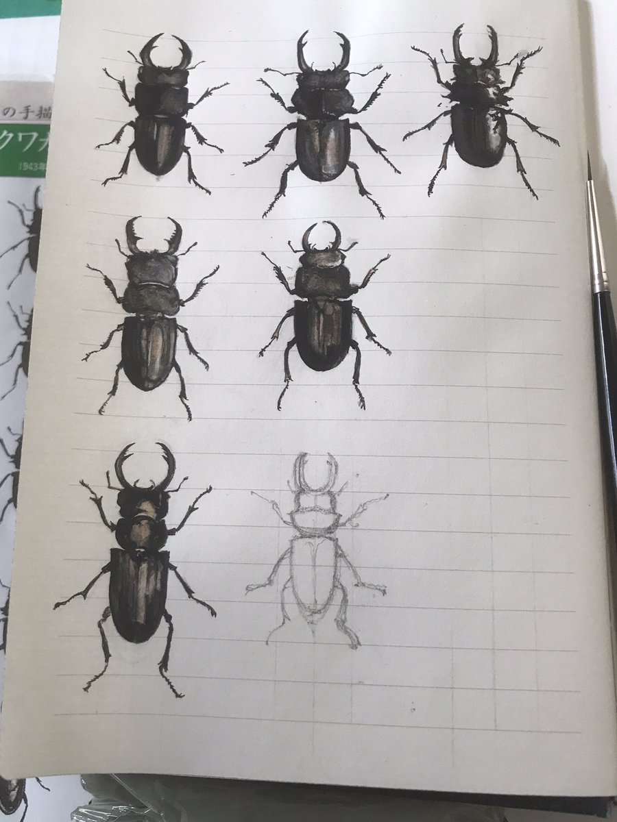 中佐殿 手塚治虫先生の 昆虫図譜 の模写 一週間でようやく6匹 まだまだ先は長いよ 手塚治虫 昆虫 クワガタ 博物図譜 中佐殿 手塚治虫先生の 昆虫図譜 の模写 一週間でようやく6匹 まだまだ先は長いよ 手塚治虫 昆虫 クワガタ 博物図譜