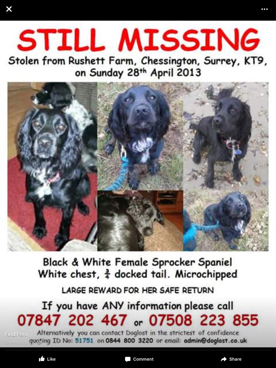 Mollie the Pug tweet media