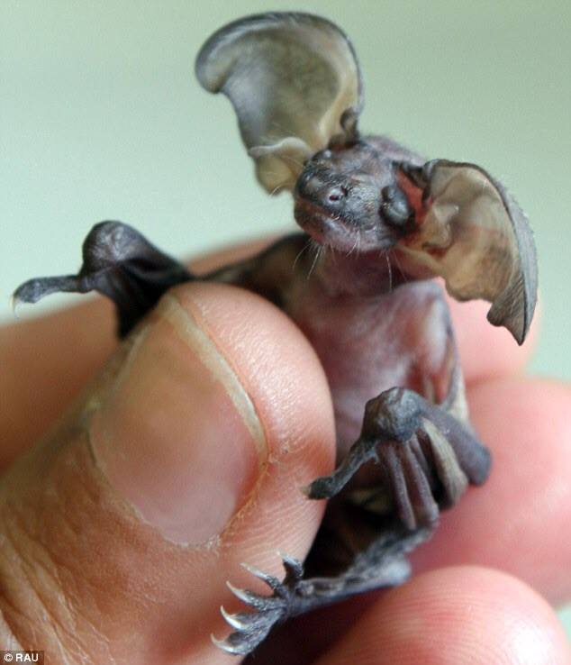 HillPest's tweet photo. Shared @ Interstitial   
#Baby #goblin #bat from #Cuba. 
#cuteornot #babyanimals https://t.co/98RZiDC4Lc