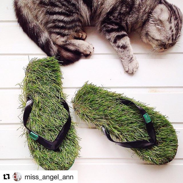 kusashoes's tweet photo. Thanks @miss_angel_ann. #lovely post. #pretty #cat. @kusashoes_ #grass #flipflops #comfy #sleeping #gift #summer #fun #cool https://t.co/z8ixy50jfG #kusashoes_, #flipflops, #summer, #fun, #gift, #beach,@kusashoes_#nature #sky #sun #summer #beach #beautiful #pretty #blue #flower… https://t.co/MyeT6Cfcel