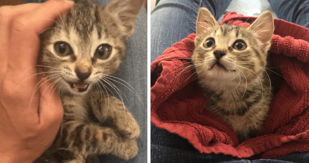 LoveMeowdotcom's tweet photo. A tripod cat abandoned outside a shelter was terrified until she found someone she loves. See full story &amp; updates: https://t.co/hXJpQKqVGs https://t.co/l3iE6nGYd9