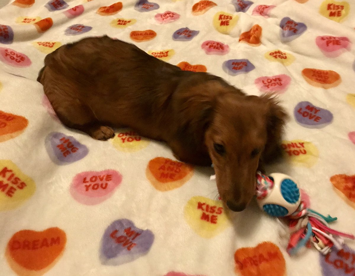 DachDiaries's tweet photo. I’m my moms sweetest #Valentine 💕 #ConversationCandyHearts ❤️🧡💛💚💙🧘‍♀️ #DachshundDiaries #GrahamCrackersthepup #longhairdachshund #weinerdog #Hawtdawg #hotdog #yearofthedog 🐾 https://t.co/MtL4piCGnn