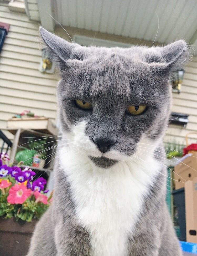 zoe_legott's tweet photo. RIP Buster aka bustarhyme aka bustabust aka bustanut you were the best stray cat on the block. Such a homie 😭😭😭 people please slow down when driving down north genesee st there are tons of friendly stray kitties to watch out for https://t.co/iw5Uf3EzYt