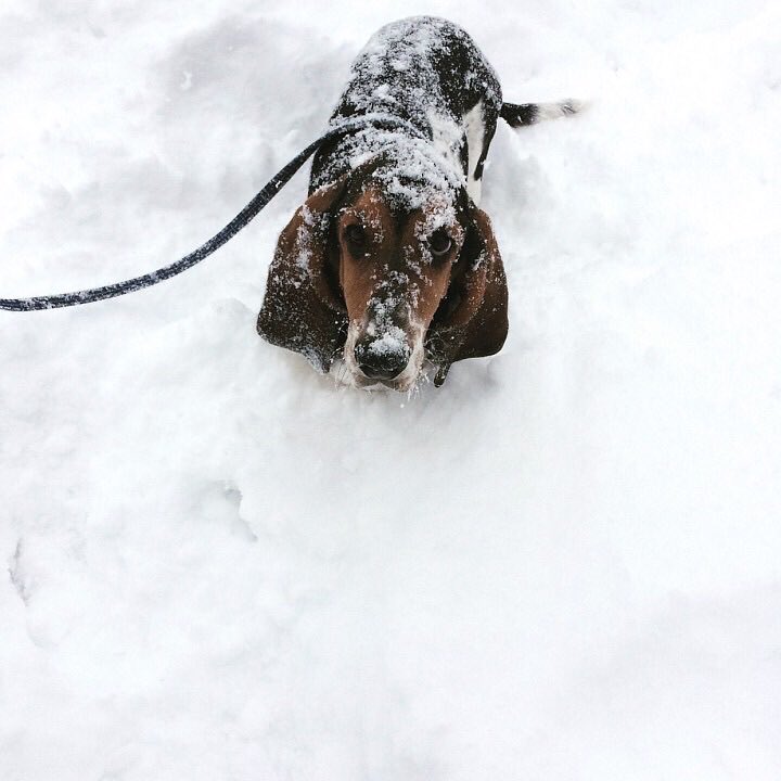 jennaa2324's tweet photo. @CaseyNeistat nothing beats a basset puppy 💕 https://t.co/WgahmYkyxz