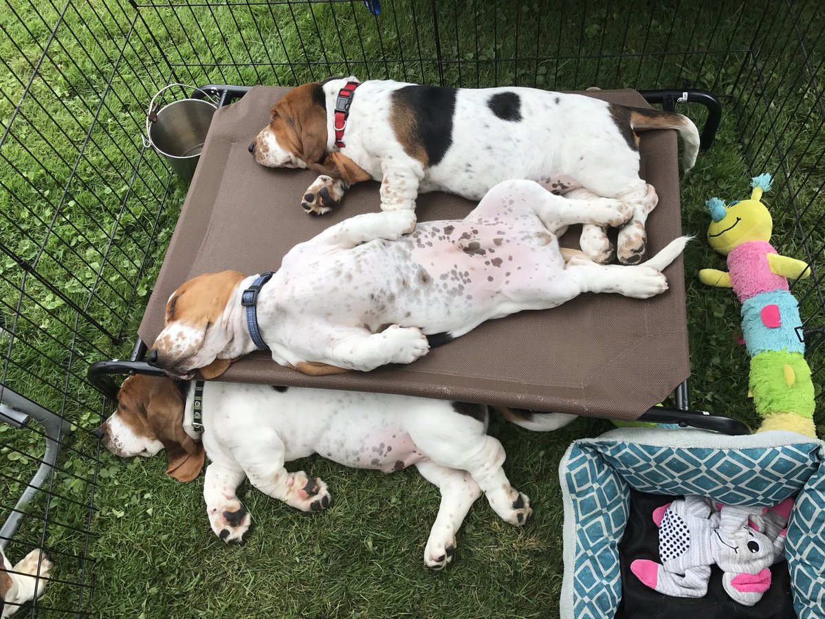 jennaa2324's tweet photo. @CaseyNeistat nothing beats a basset puppy 💕 https://t.co/WgahmYkyxz