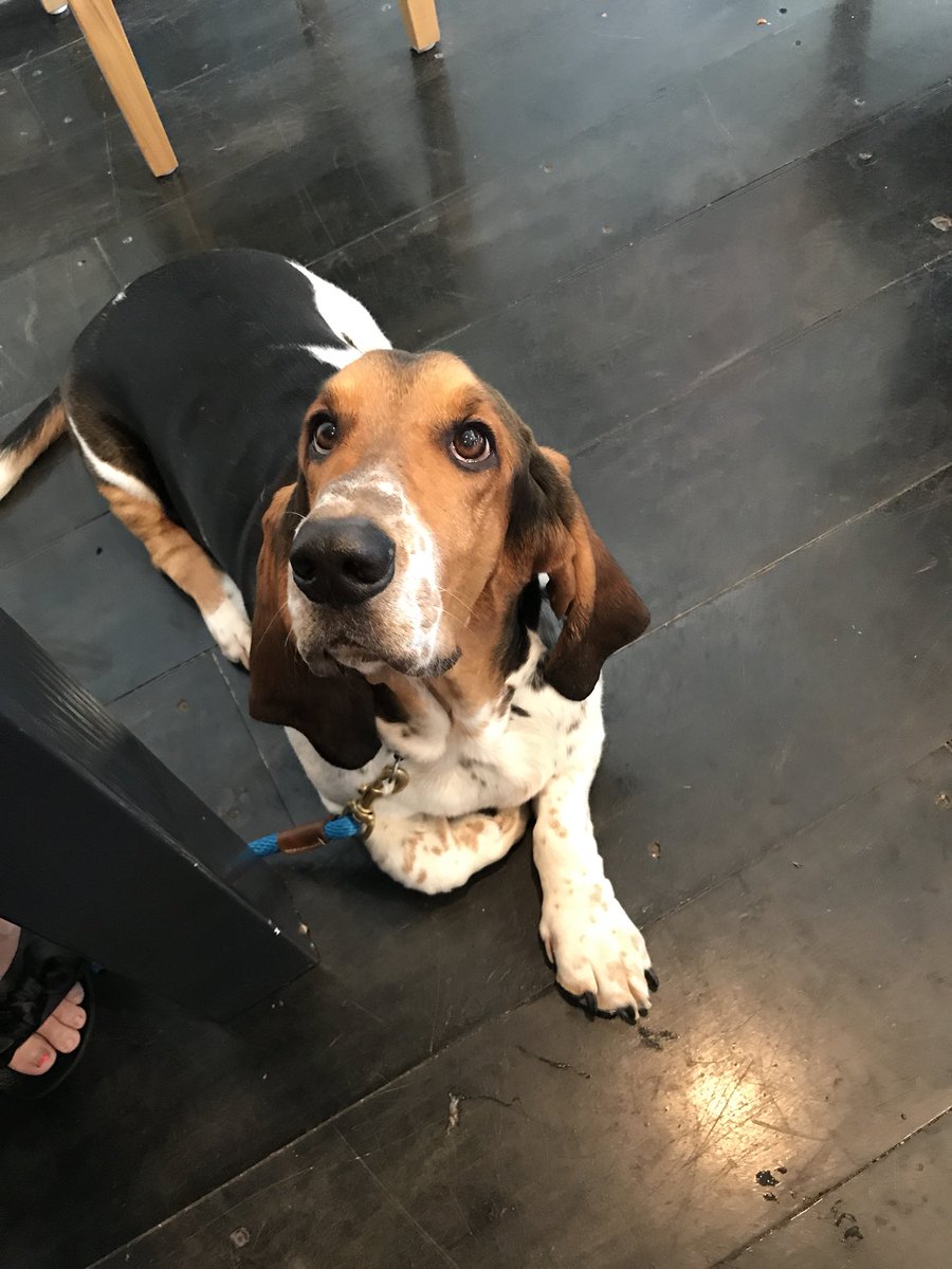 jennaa2324's tweet photo. @CaseyNeistat nothing beats a basset puppy 💕 https://t.co/WgahmYkyxz
