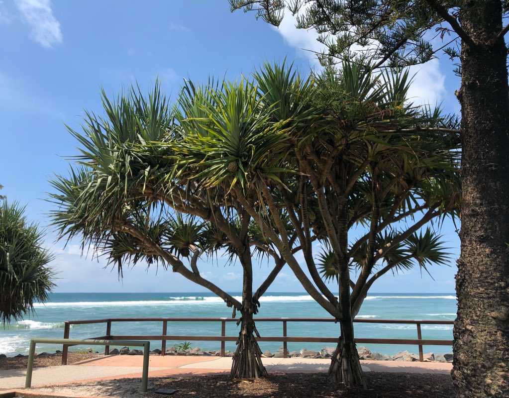 minimadclaire's tweet image. Caloundra #Pandanus