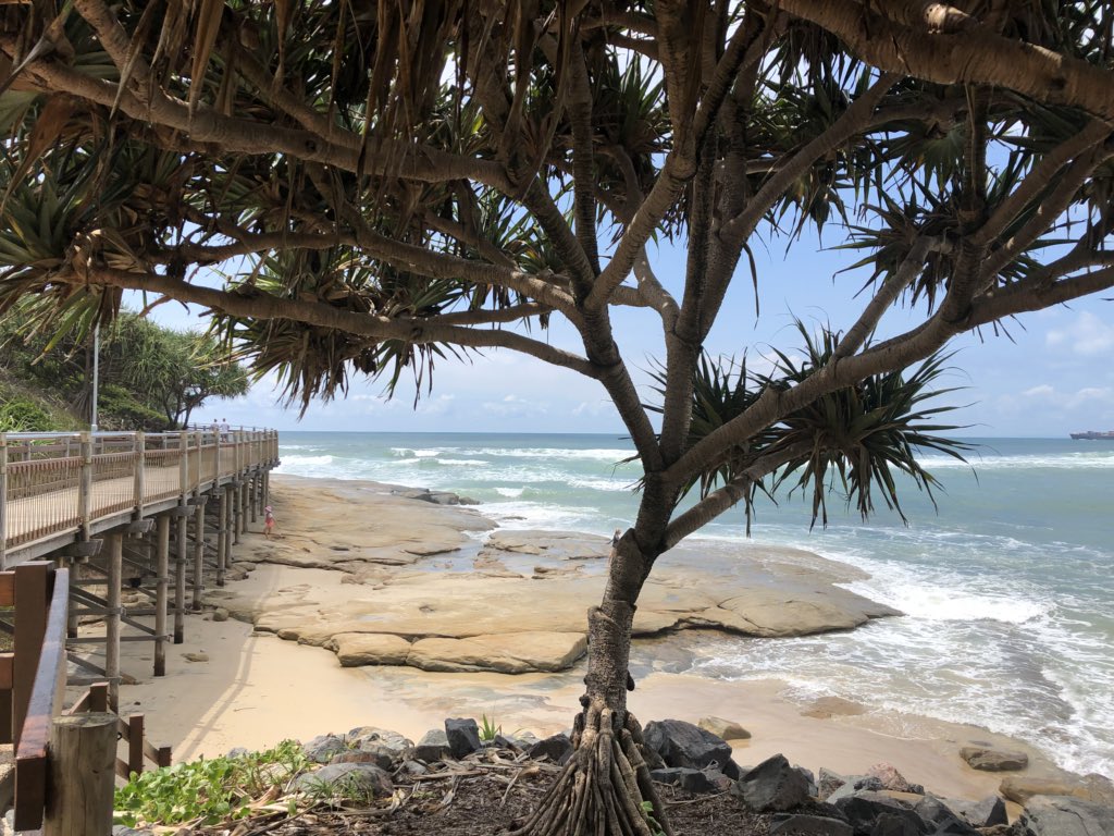 minimadclaire's tweet image. Caloundra #Pandanus