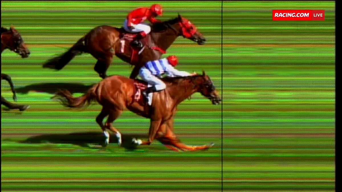 chi_bi_ta_ro's tweet image. レッドゼルは僅差の2着に敗れる…。 #Redzel