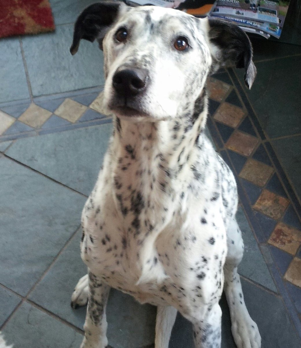 spotdogflowers's tweet image. For #ChineseNewYear2018 here's a picture of our namesake. Our original #spotteddog