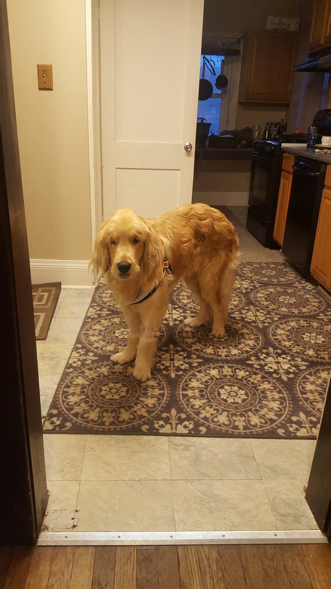 VDub0143's tweet photo. Hey guys.... Meet my new little brother biscuit. He's a young guy with wobblers..... And he's super needy, ugh. https://t.co/I2rt5Mky4l