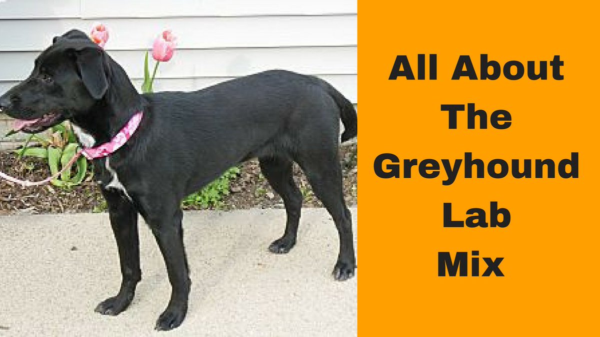 How To Train Ur Dog On Twitter The Greyhound Lab Mix Greyador Facts Information Https T Co Fvfrgsnkdf Greyhound Labrador Greyhounds Labradorretriever Https T Co 326dojh1le