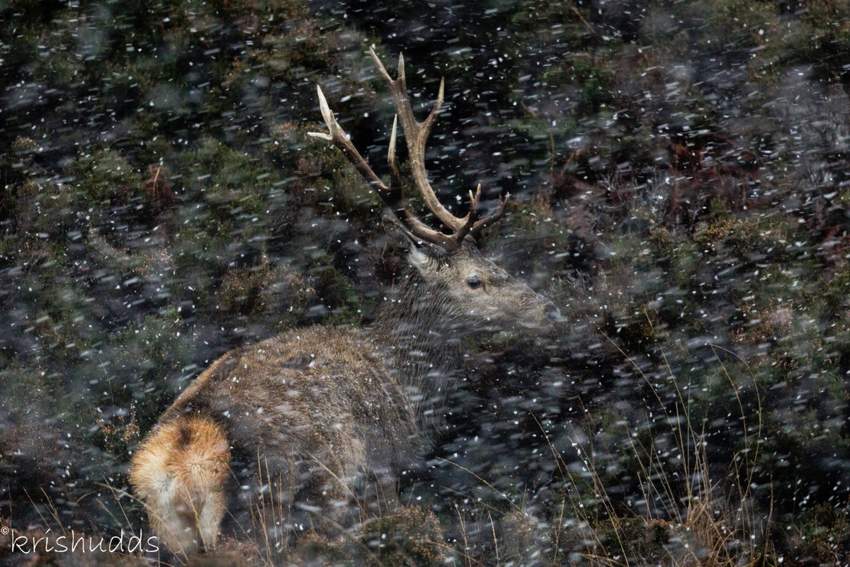 Red Deer Stag in snow, Scotland, Jan 2018 @Nature_Scotland @ScotlandTBP @wildscotland   @Mammal_Society @BBCSpringwatch @BBCEarth @NatGeoPhotos @WildlifeMag @CanonUKandIE #RedDeer @deersociety