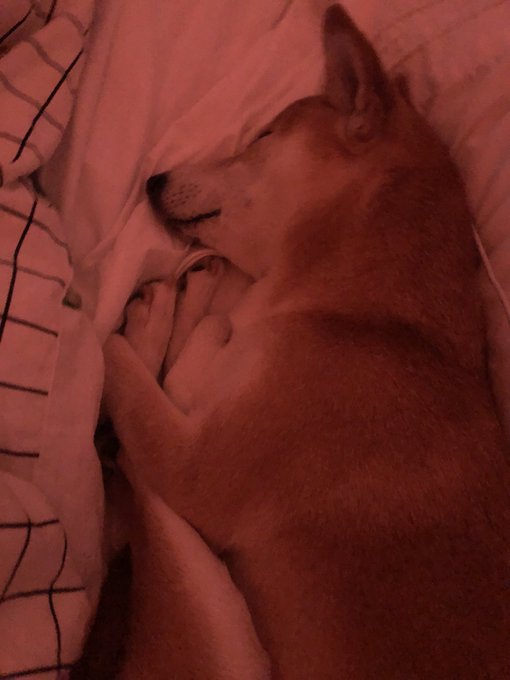 2 pic. One of my favorite things about Dagny is that she cuddles her own feet when she sleeps https://t