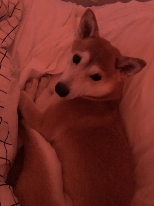 1 pic. One of my favorite things about Dagny is that she cuddles her own feet when she sleeps https://t
