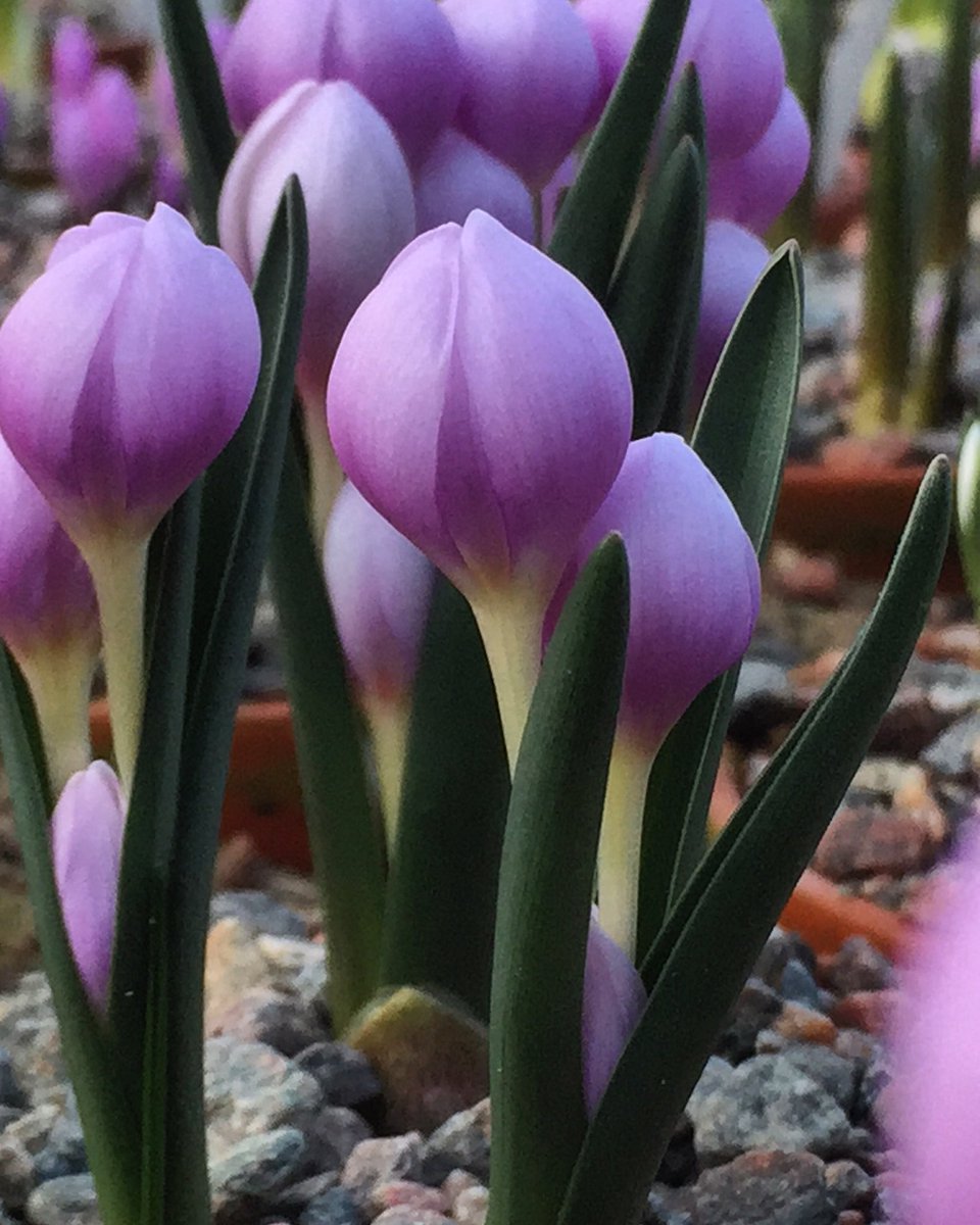 Colchicum triphyllum med vackert rundade knoppar redo att slå ut 💚