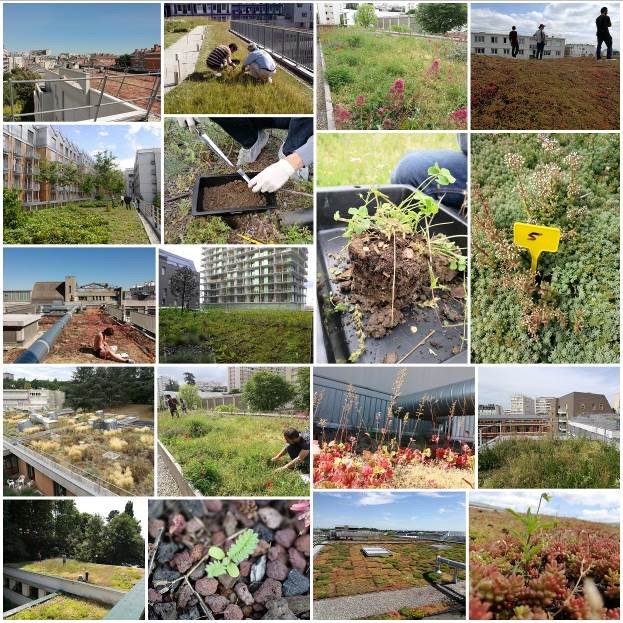 Toitsverts's tweet image. #Végétalisation : Le 16 mars à La Défense (92)
Journée gratuite mais inscription obligatoire  
► Rencontre Toitures végétalisées et #biodiversité ow.ly/fNyO30isuyU