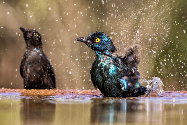 Raad de plaat! Welke vogel zie je hier?

 📸 Columbus Reisreporter Hbplaatjes