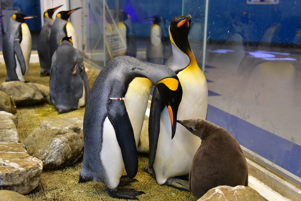 aws_official's tweet image. 1月15日生まれのキングペンギンの赤ちゃん、すくすく成長中！大好きなお父さんとお母さんに守られながら、すやすやと気持ちよさそうに眠っていました。#アドベンチャーワールド　#キングペンギン　#Hello_baby　#ペンギン王国にて