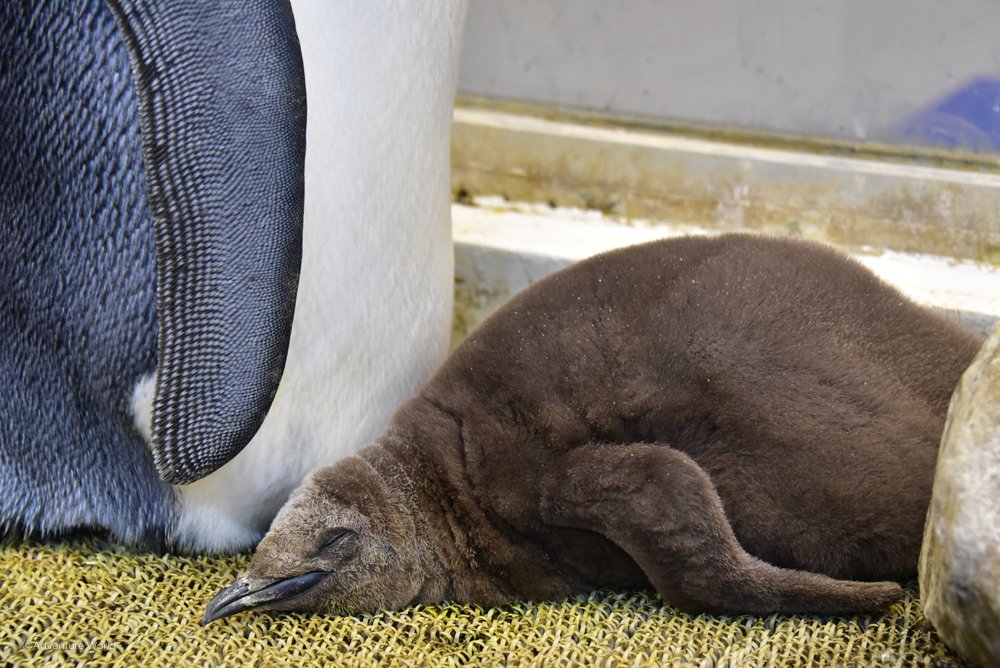 aws_official's tweet image. 1月15日生まれのキングペンギンの赤ちゃん、すくすく成長中！大好きなお父さんとお母さんに守られながら、すやすやと気持ちよさそうに眠っていました。#アドベンチャーワールド　#キングペンギン　#Hello_baby　#ペンギン王国にて