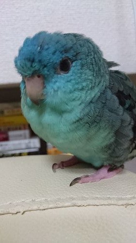 pearly0923's tweet photo. 【迷子情報】
当店にてお迎え頂きましたサザナミインコ（ブルー）が迷子となっております。
心当たりや情報がございましたら当店までお知らせ頂けますと幸いです。
・失踪日時：2018/2/17
・失踪場所：静岡県三島市のお客様自宅より
・特徴：光沢のある水色に黒い縞模様
宜しくお願い申し上げます。 https://t.co/ZpzYM9F3dv