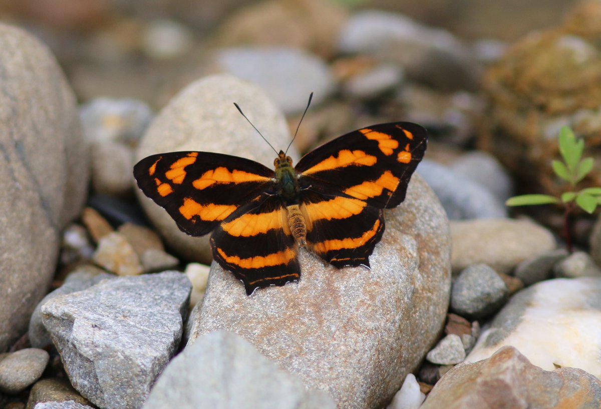 TaiwanInsects's tweet photo. Symbrenthia lilaea, Common Jester. #nymphalid #butterfly #Taiwan https://t.co/OsrLd9TpRL