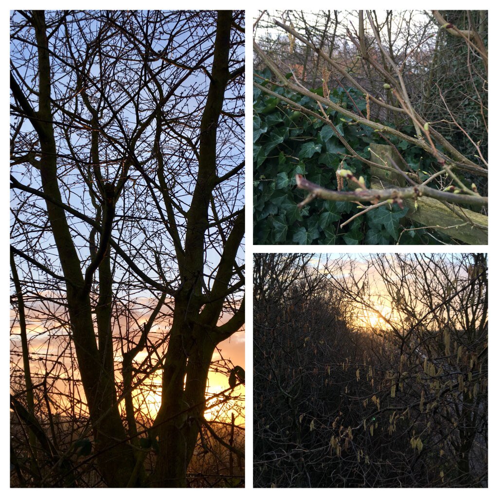 Saw all this and more on my morning jog and heard the birds singing- the sights and sounds of early Spring- God is bursting forth - as it is in the natural, let it be in the spiritual! “The fig tree forms its early fruit; the blossoming vines spread their fragrance. SofS 2.13.