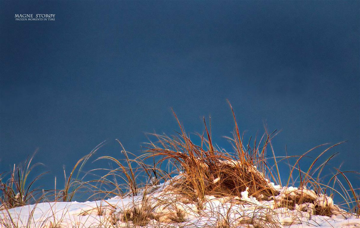 spindanger's tweet photo. God måren! Her er noe marehalm fanget i det sola treffer sneen og gresset på toppen av ei sandynne et sted på lista ;-)
Good morning! Snow & marramgrass in low sunlight today.
#Havik #Lista #Farsund #seaside #marehalm #marramgrass #snow #snø #skies #skylovers #stroll #outdoors https://t.co/hEfC74lHzc