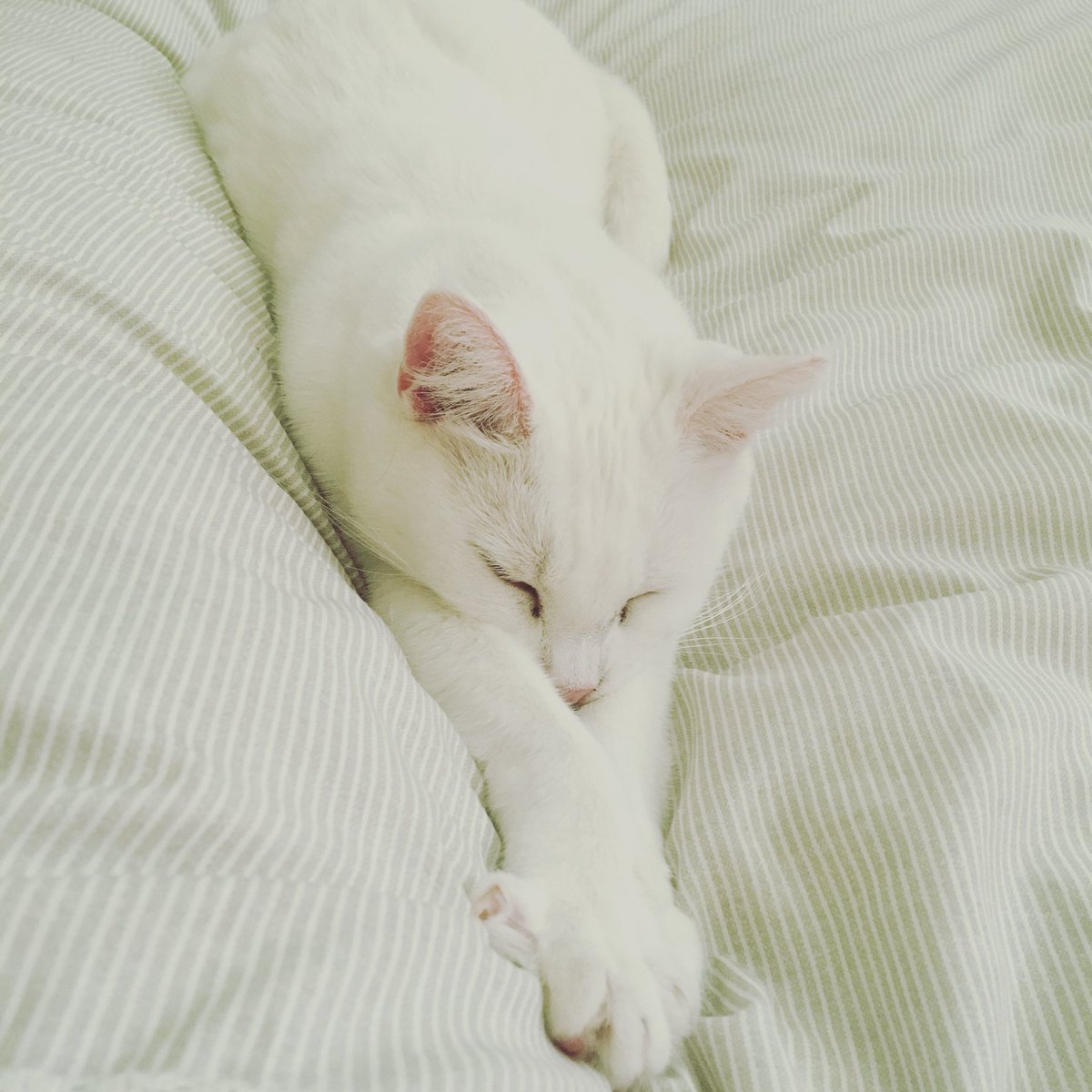 emmaaitkenF1's tweet photo. Today I shall be taking a leaf out of Button’s book... #CatsOfTwitter #rest #poorlyknee https://t.co/XD2eHNX2ap